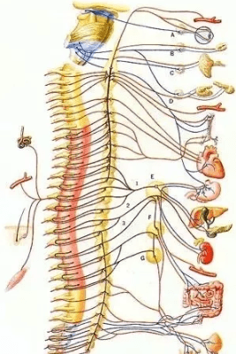 關於脊椎,你還有多少誤解(1)_神經