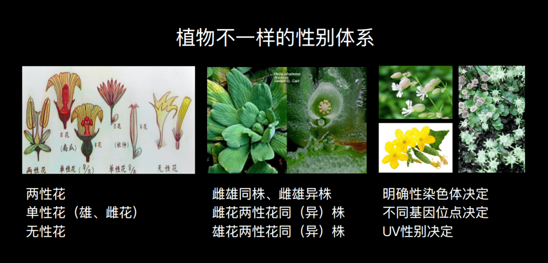 植物不一样的性别体系相比较动物而言,植物比较特别.