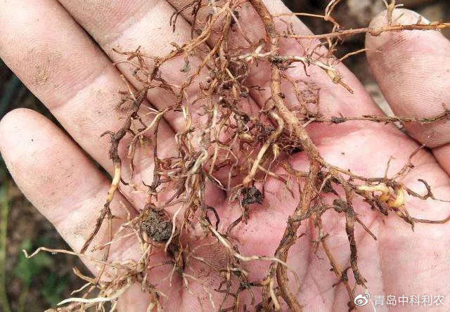 根结线虫危害大!轻松解决就靠"它"!杀灭虫卵!干净彻底!_手机搜狐网