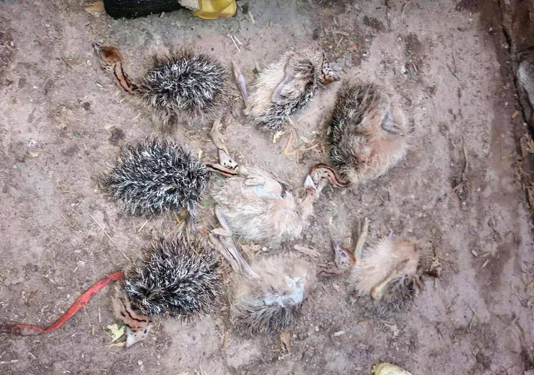 西吉一养殖户网购100只鸵鸟几天后竟死了一半