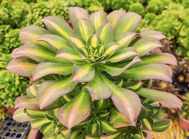 原创璀璨耀眼庄重素雅的莲花掌,中斑莲花这么养护,色彩绚烂星光熠熠