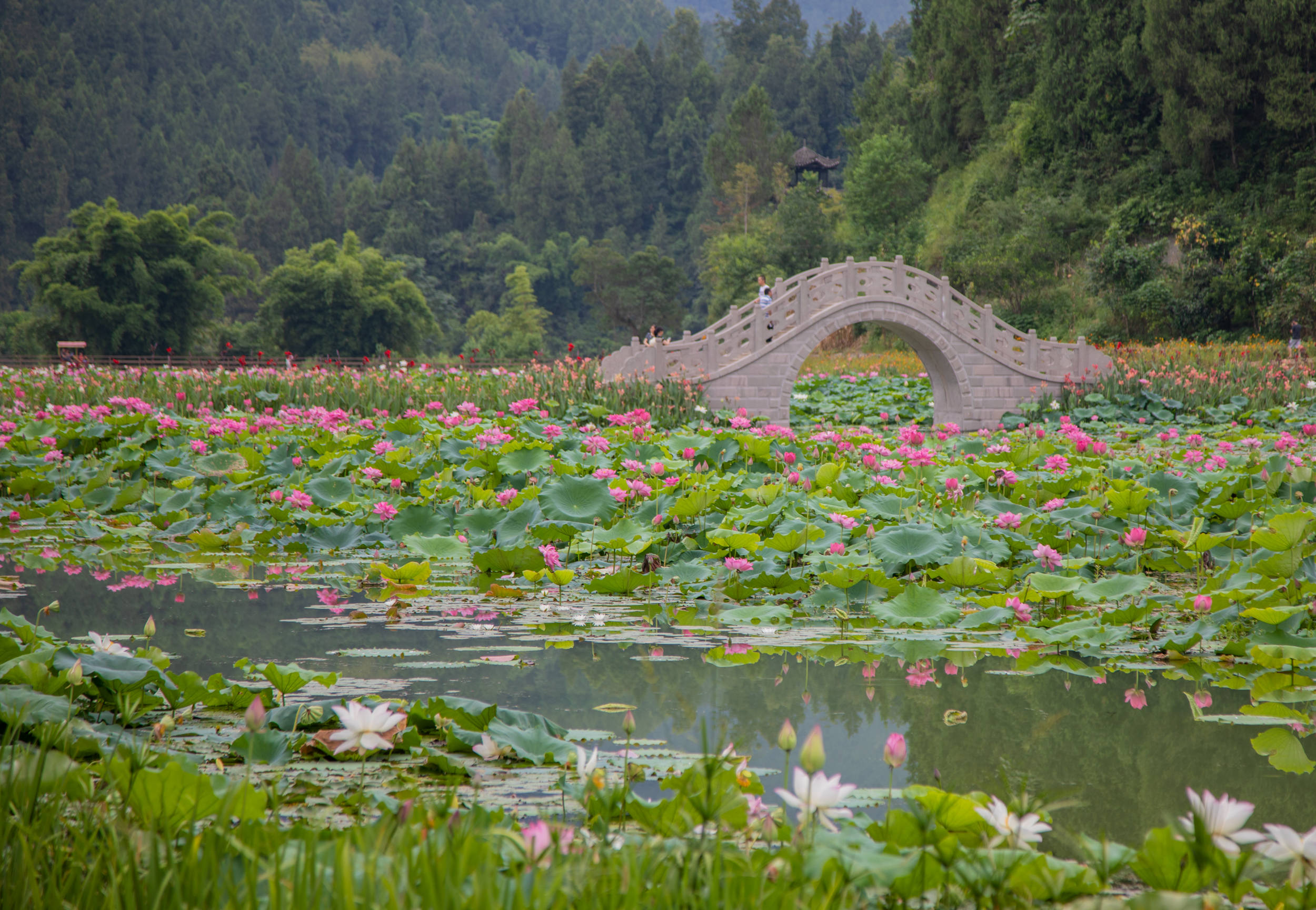 的综合性旅游景区,景区由古村落度假区,荷莲文化展示区,荷花湖观光区