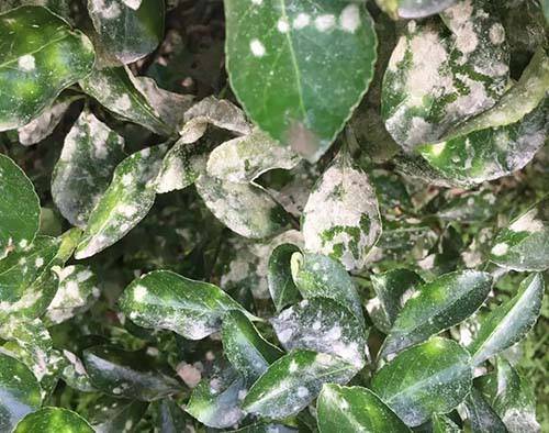 园林植物病害知识科普--教你快速认识园林常见病害症状_手机搜狐网