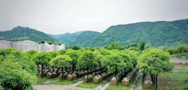 绵竹产区丰淳酒业:酒旅融合,打造龙门山下网红打卡地