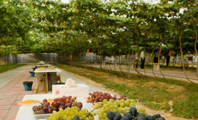 2020年平度大泽山葡萄节开幕在即你要的时间地点葡萄和美食都在这里