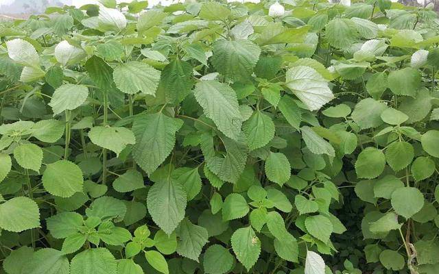 它是农村常用的"杂草",农民用来喂猪,殊不知能制成高端布料_苎麻