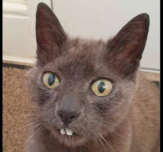 原创猫咪被拔了牙后,又长出两颗"大门牙",主人凑近一看笑弯了腰!