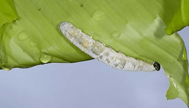 【病虫害防治】香蕉常见病害之蕉苞虫的防治办法