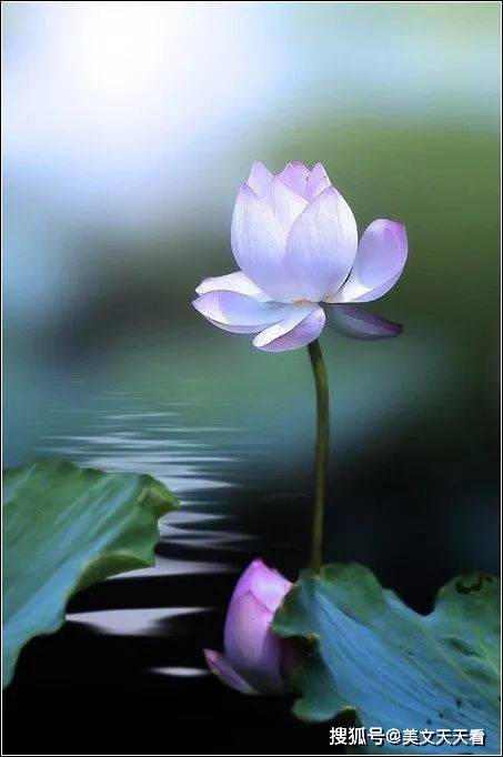 心似莲花开,人生何处不相逢?