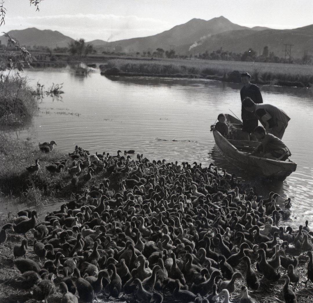 一组上世纪云南集体农耕老照片,原汁原味感受乡土情怀,回忆满满!