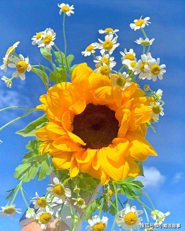 原创积极阳光的早安心语励志向上青春唯美