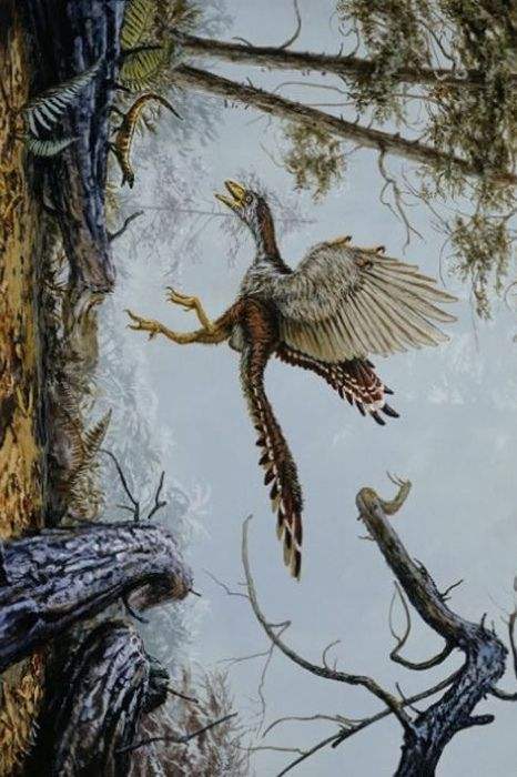 探索鸟类起源——有没有比始祖鸟更为原始古老的鸟类呢?_手机搜狐网