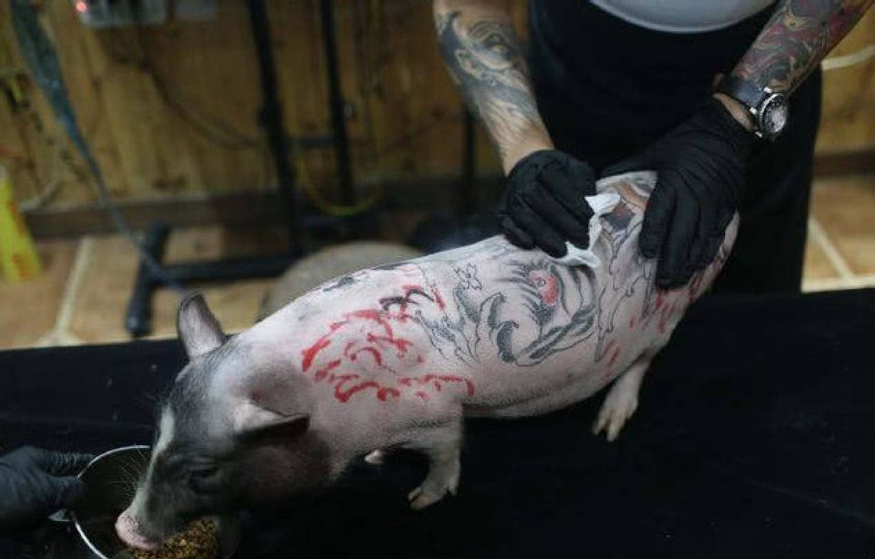 男子带宠物猪去纹身,成品出炉后令人叫绝,网友:贫穷限制想象!