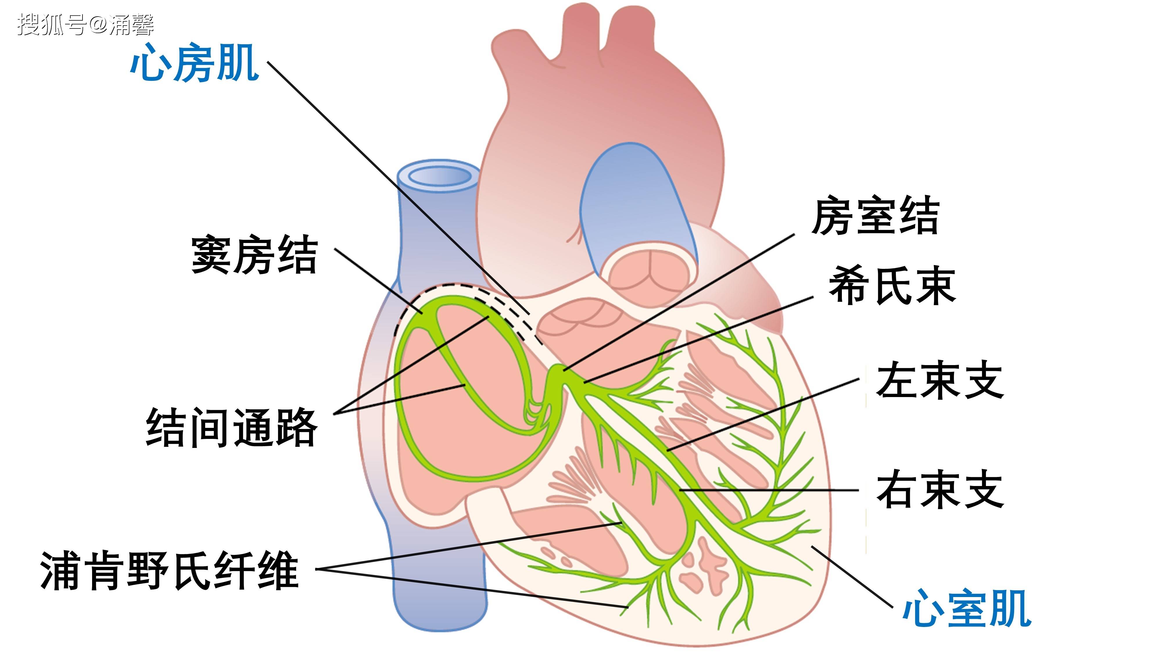 心脏传导系统示意图图片