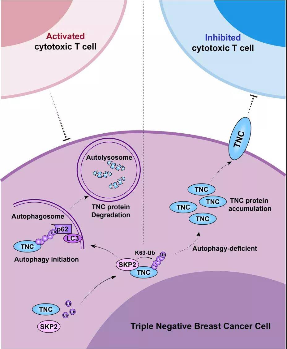 tnc介导的乳腺癌细胞自噬抑制的分子机制