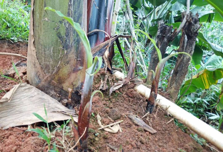 吸芽作为香蕉重要的繁殖工具,所以我们要根据实际情况及时把不合适的