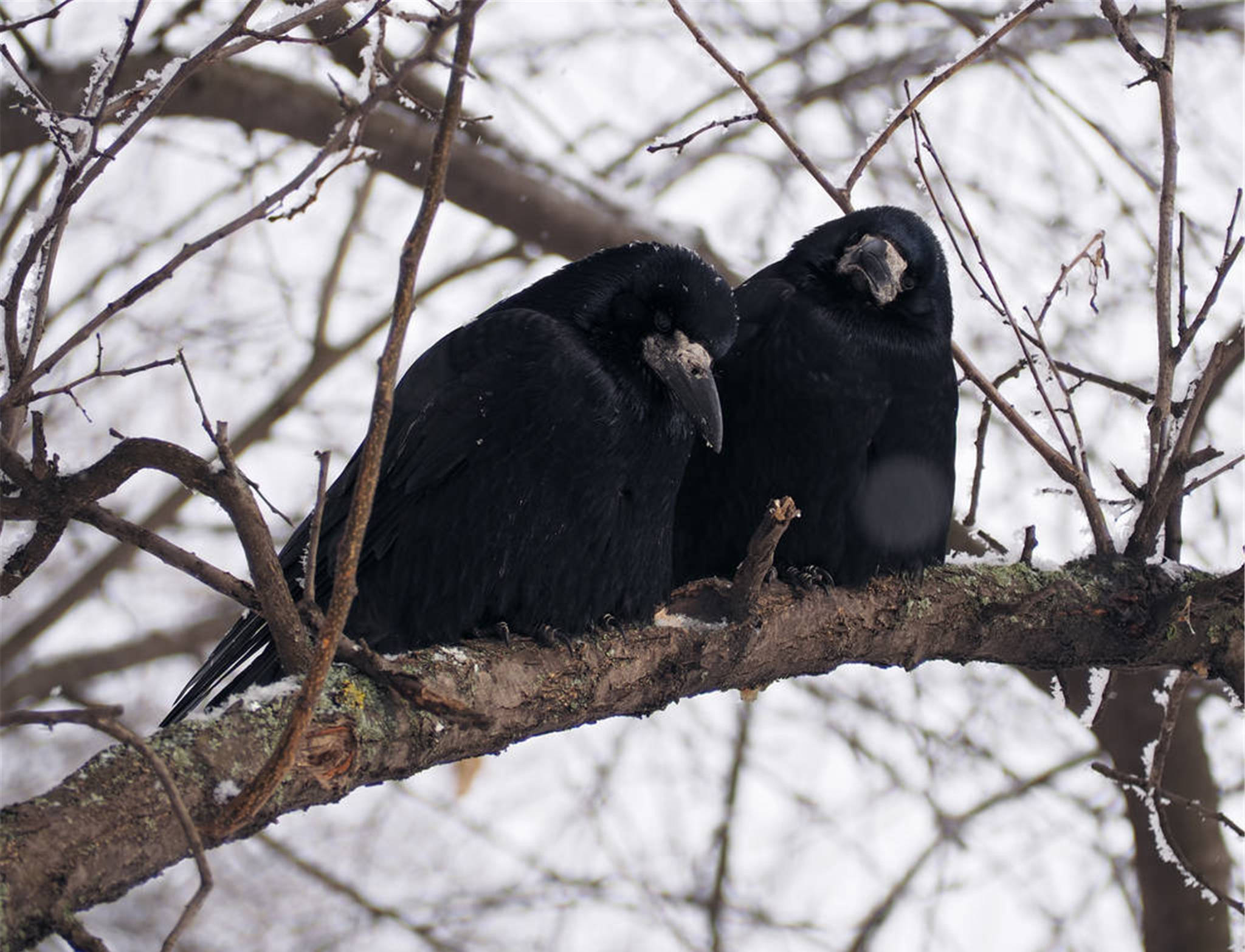 为乌鸦正名村里老人说乌鸦嘴坏心不坏喜鹊嘴不坏心坏请看