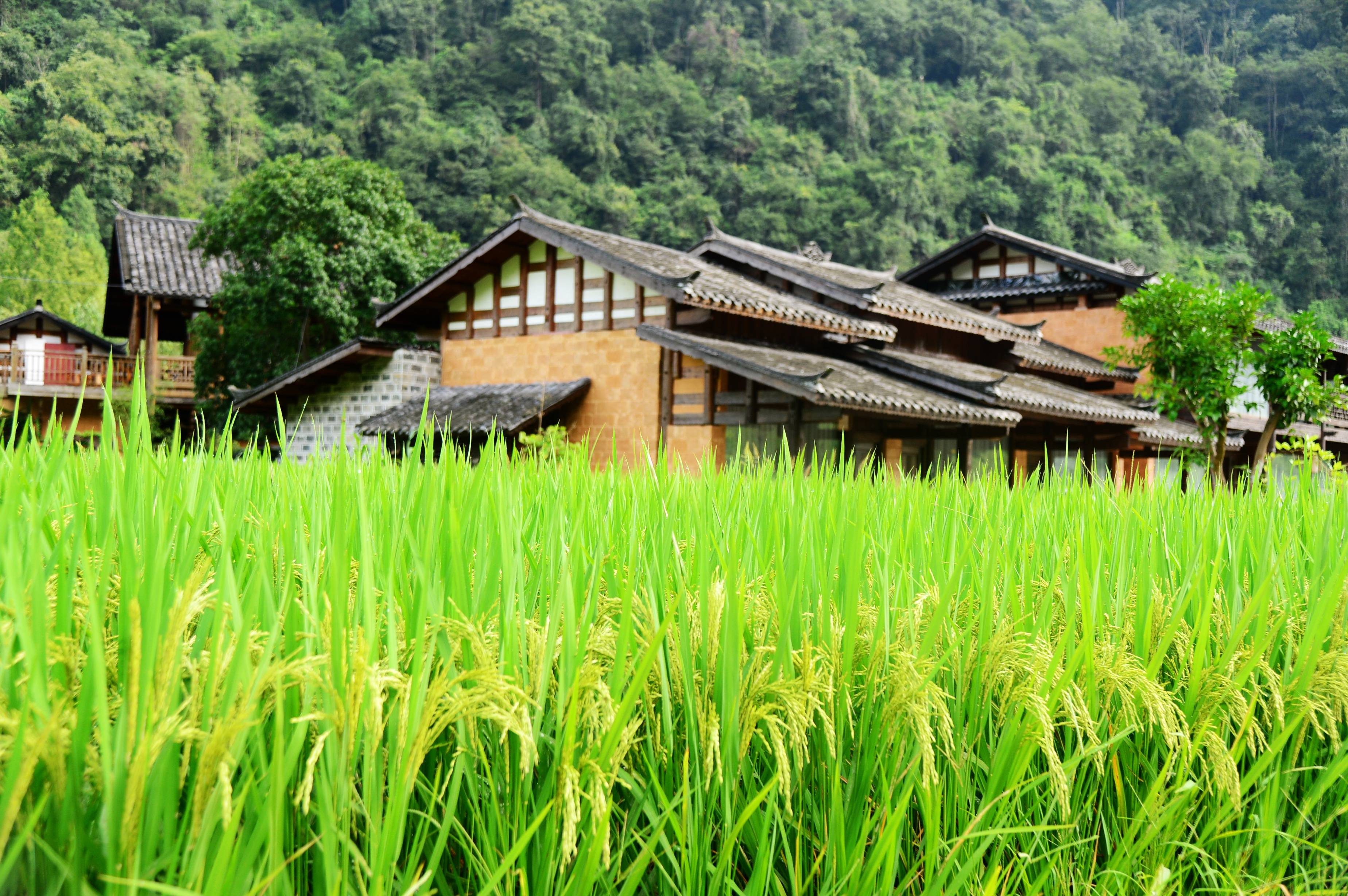 张家界黄龙洞景区:田园风光醉游人