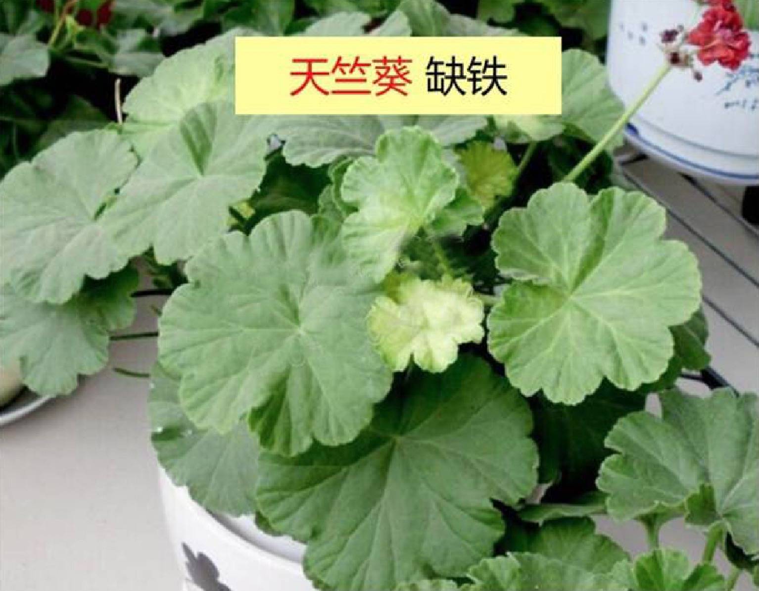 12种植物营养缺乏,看1片叶子就搞定,黄叶、斑点、焦边对症下药-搜狐大视野-搜狐新闻