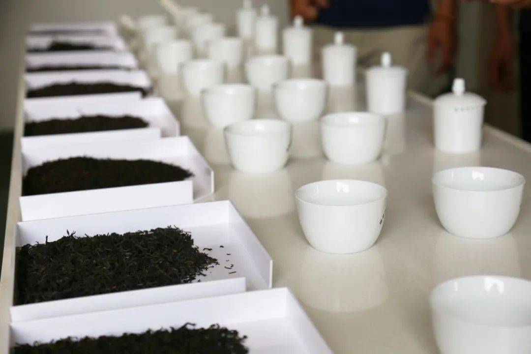 茶船古道六堡茶公共茶仓茶叶感官审评会活动成功举办