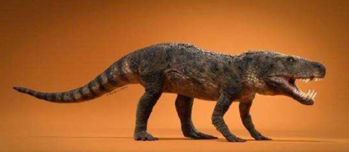 这个就是恐龙的祖先美国出土小个子恐龙被认为是恐龙的祖先