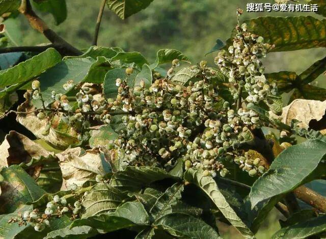 这种野果子,常常会覆盖有一层白色的结晶状物质,似白霜,似盐花_手机