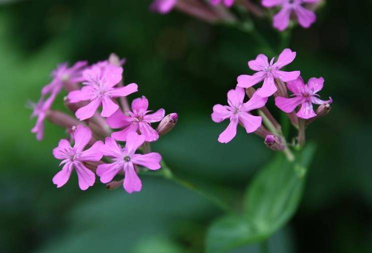 此花被称为"美人草",花型美观颜色别致,簇拥在一起明丽动人