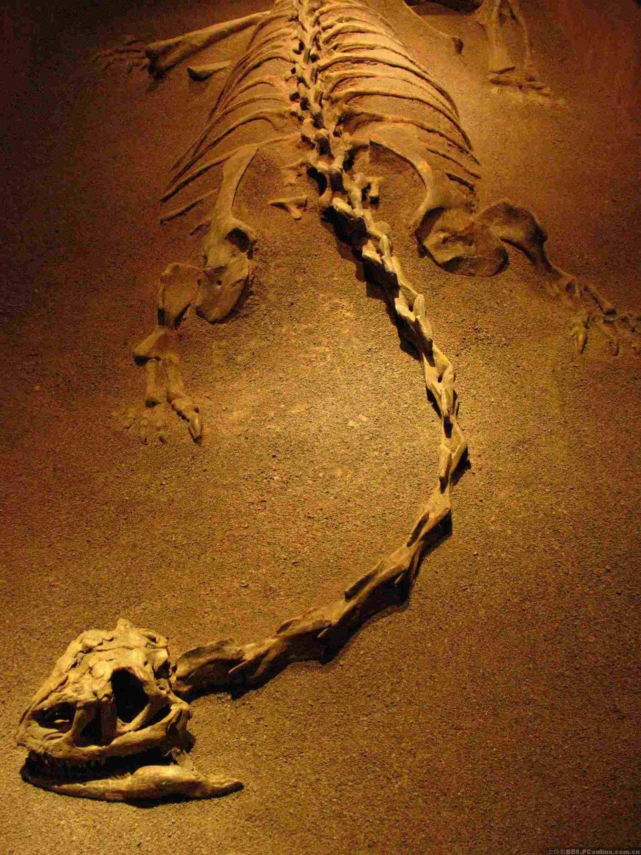 龙的骨骸图片