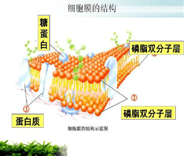 磷脂对活化细胞,维持新陈代谢,基础代谢及荷尔蒙的均衡分泌,增强人体