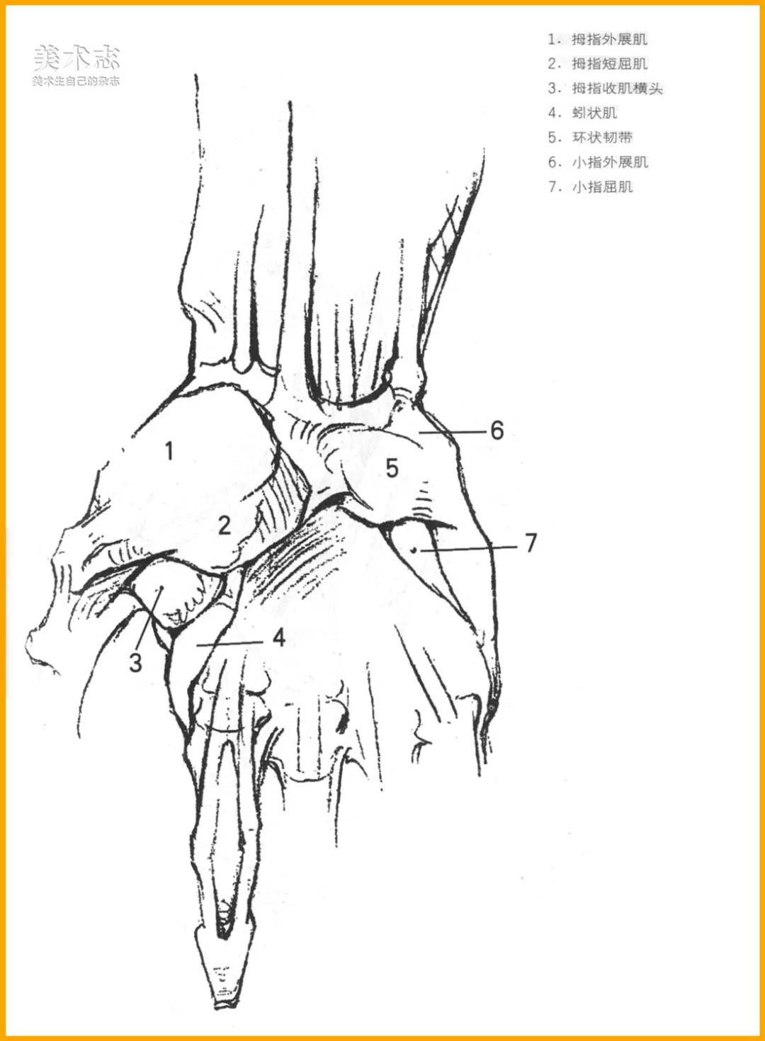 图40 手骨（背面观）-人体解剖组织学-医学