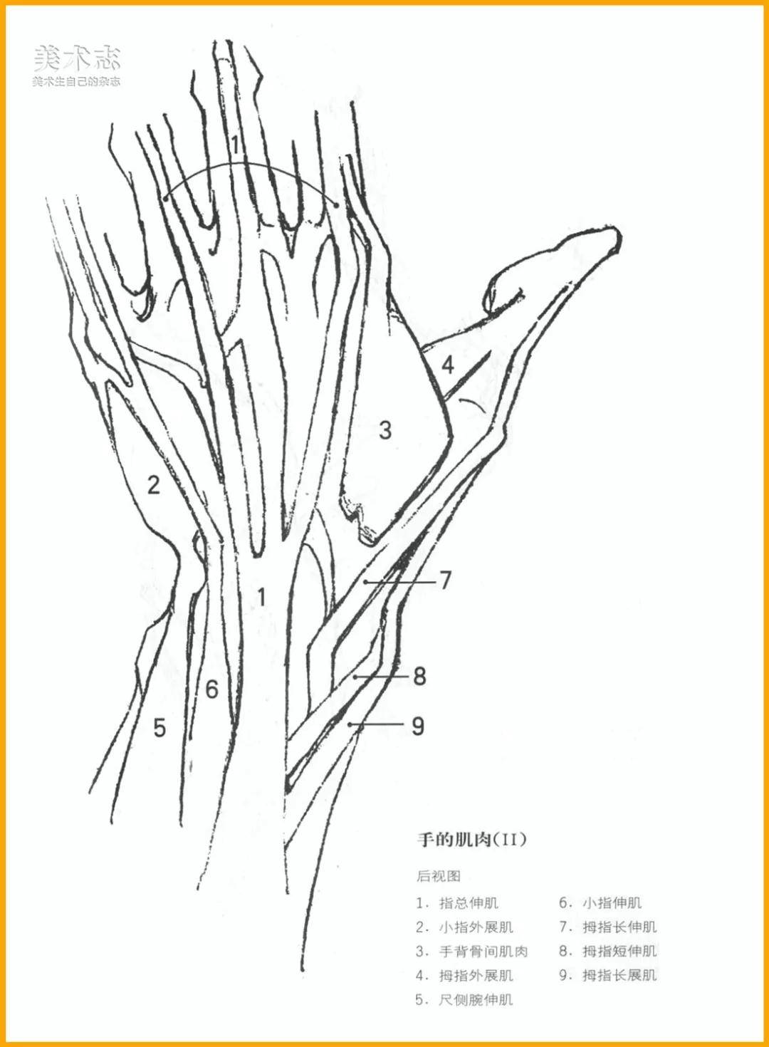 手部的结构解剖_哔哩哔哩 (゜-゜)つロ 干杯~-bilibili