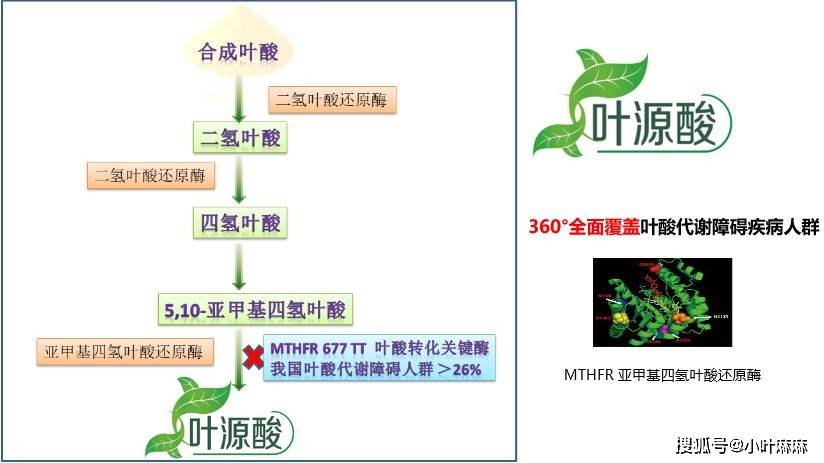 mthfr全称5,10-亚甲基四氢叶酸还原酶,是叶酸代谢系统中的关键酶,据