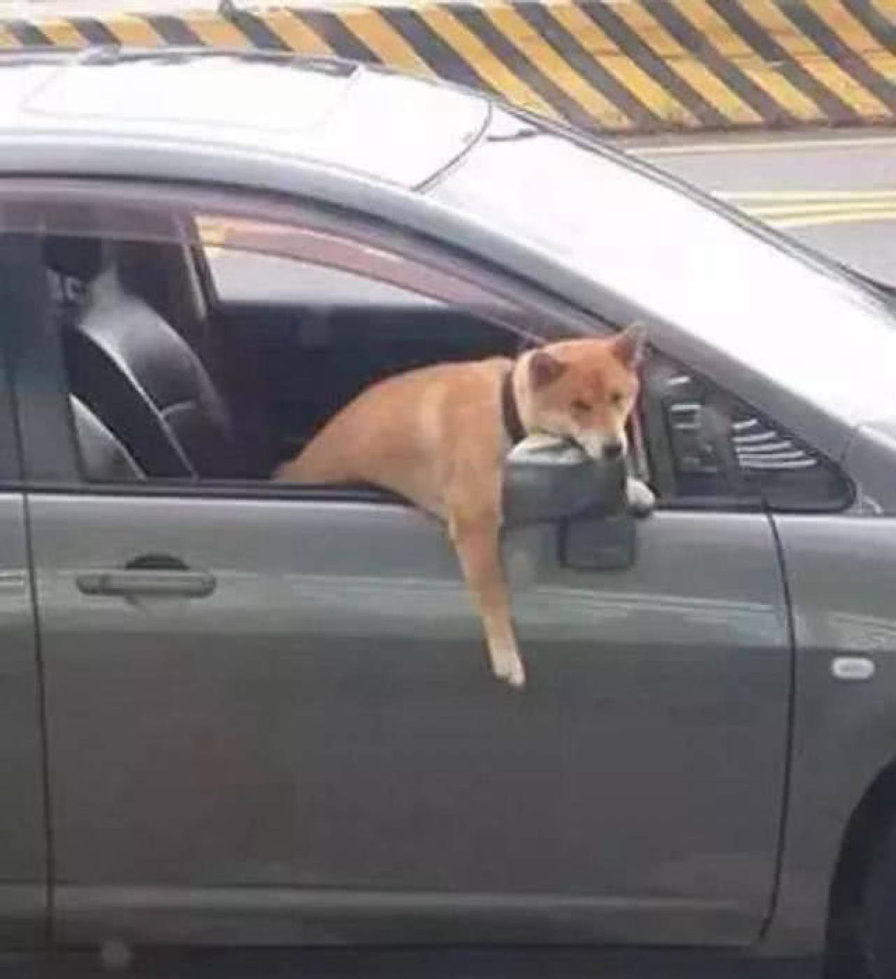 原创主人开车带狗狗去兜风,半路内急上厕所,回来看到狗样笑翻了