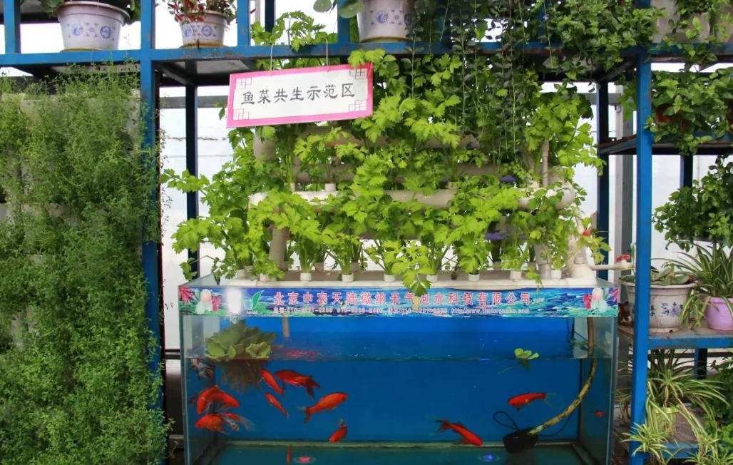 【水科技】你知道魚菜共生嗎?