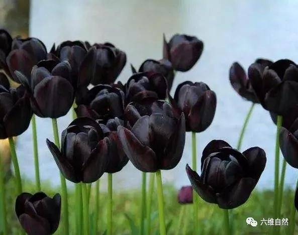约旦有一种黑色的鸢尾花,花开黑紫色花,花型像翅膀,显得很神秘