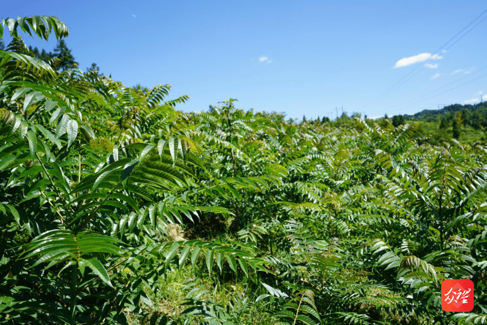 红河州香椿种植基地图片