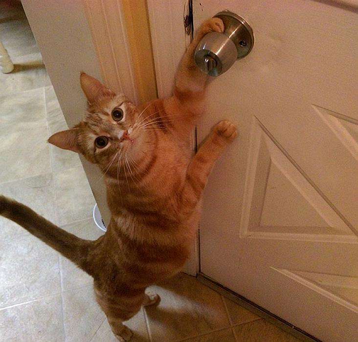 "同城领养猫咪1个月,猫咪半夜开门偷偷跑走了"