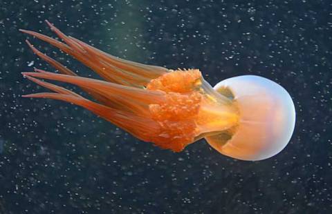 为何外面卖的海蜇,只有皮和头,中间的身子哪里去了?真相有4点_水母