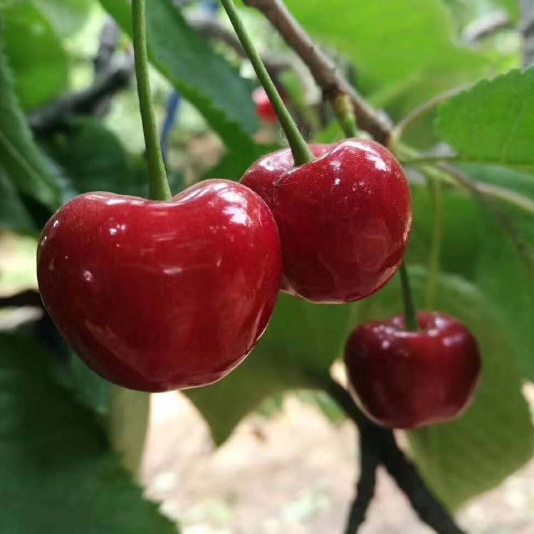 齐早大樱桃为什么它能改变早熟樱桃历史