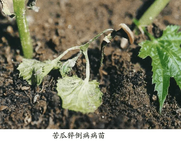 苦瓜猝倒病的识别及防治研究