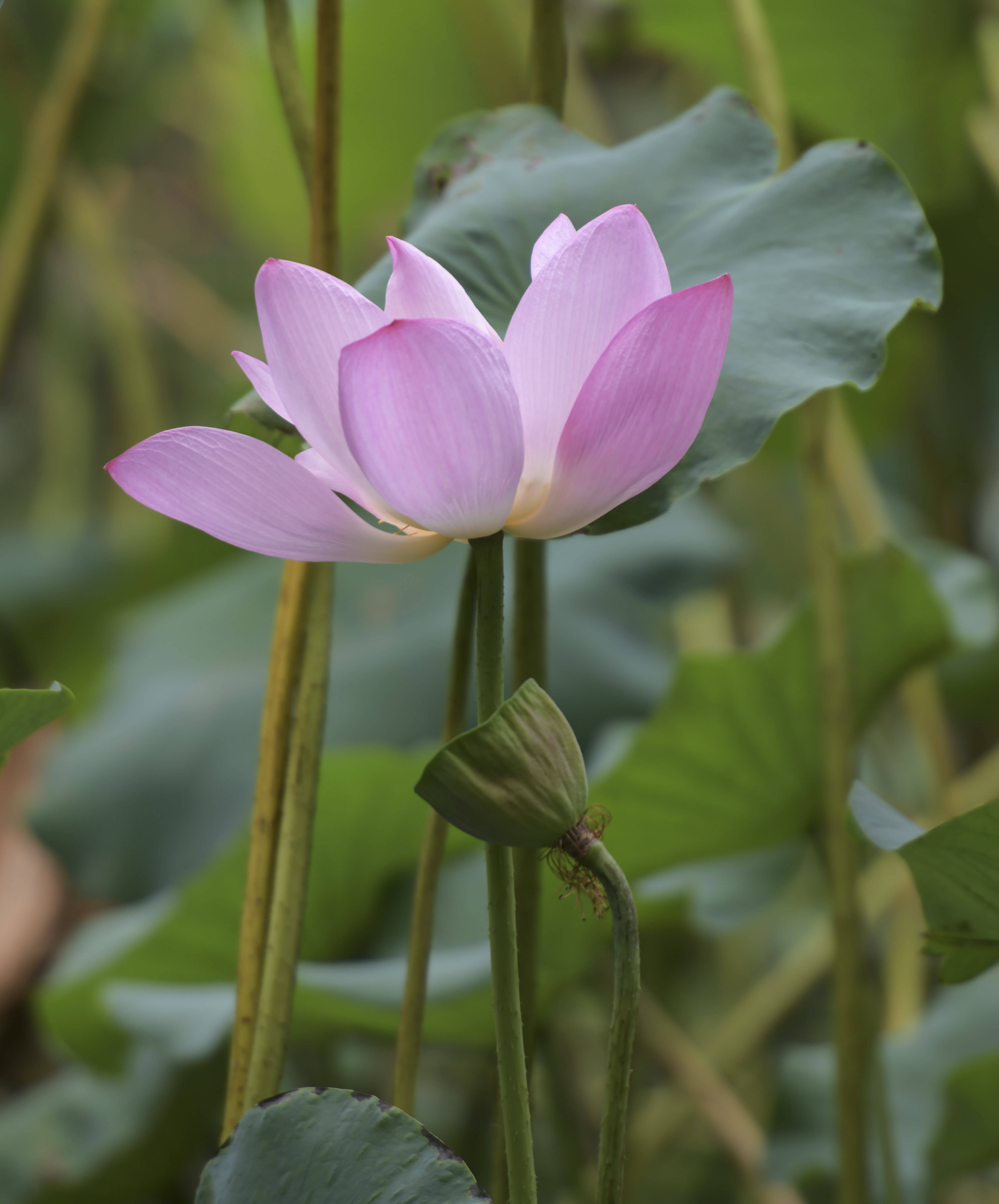 合肥包公园秋后的荷花,亭亭玉立,鲜艳夺目