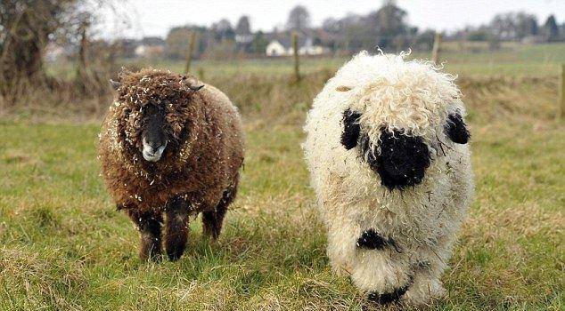 羊和狗狗一起长大坚持觉得自己是狗现正接受培训成为一只羊