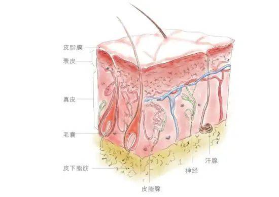 皮脂與汗液一起形成了皮膚最外層——皮脂膜,它能抑制某些病原微生物