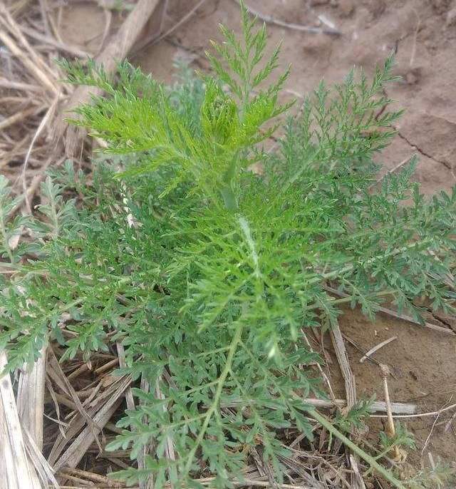 農村麥田中一種害草殊不知嫩時如野菜種子是上好的中藥材