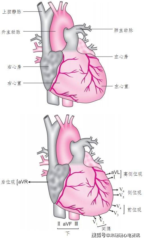 表1 导联和心脏的位置关系图4 胸导联位置在心脏水平面图3 肢体导联
