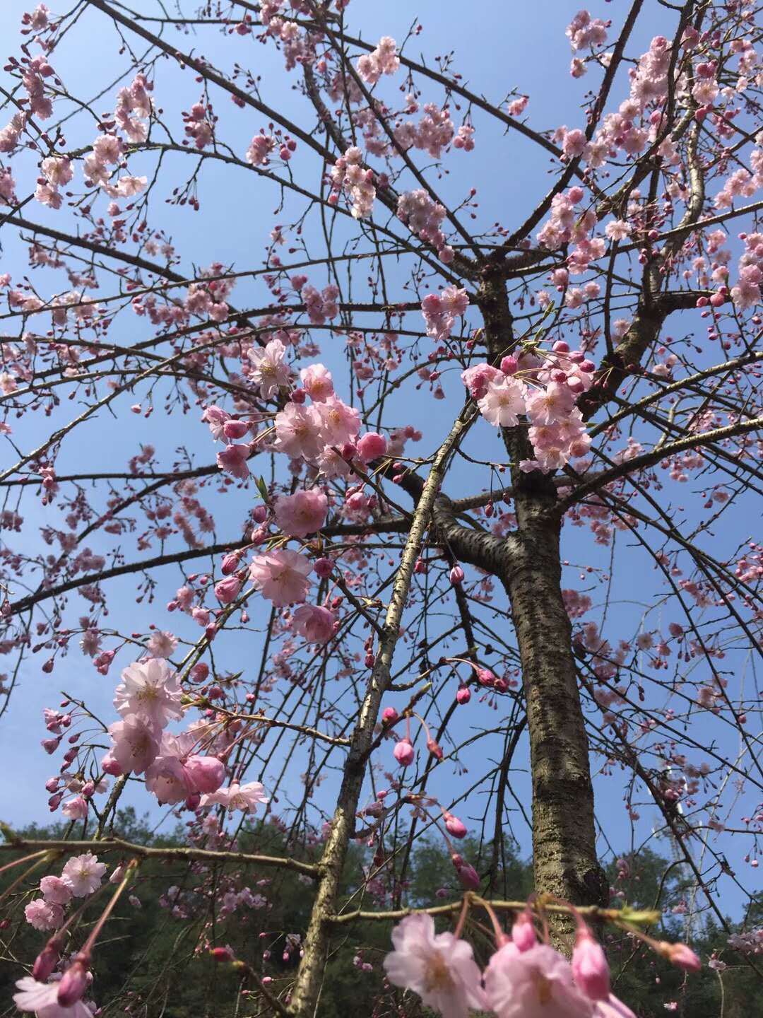 江西櫻花八重紅枝垂美國垂枝櫻花暴瀑櫻花撫州櫻花南城基地開花實況