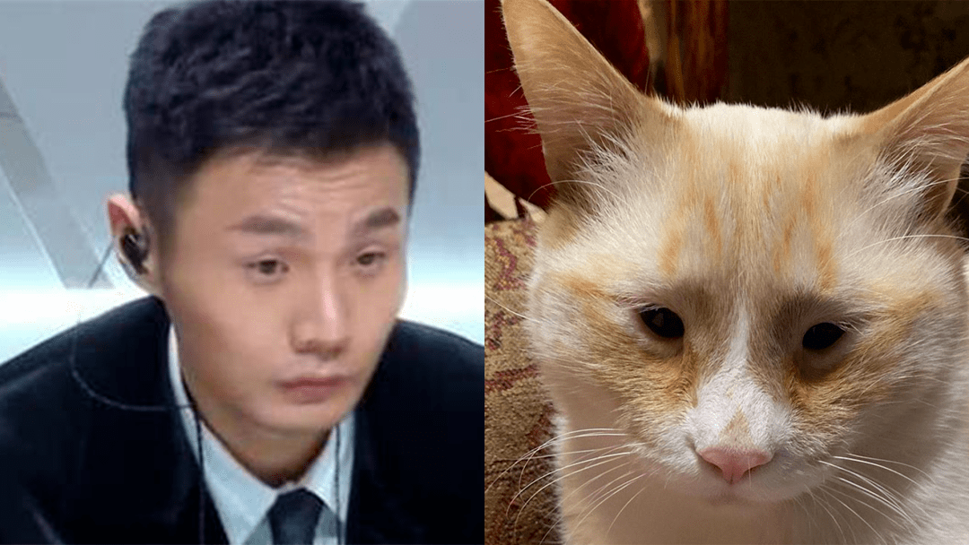 歪果小眼橘猫撞脸李荣浩爆红,背后的故事让人心酸