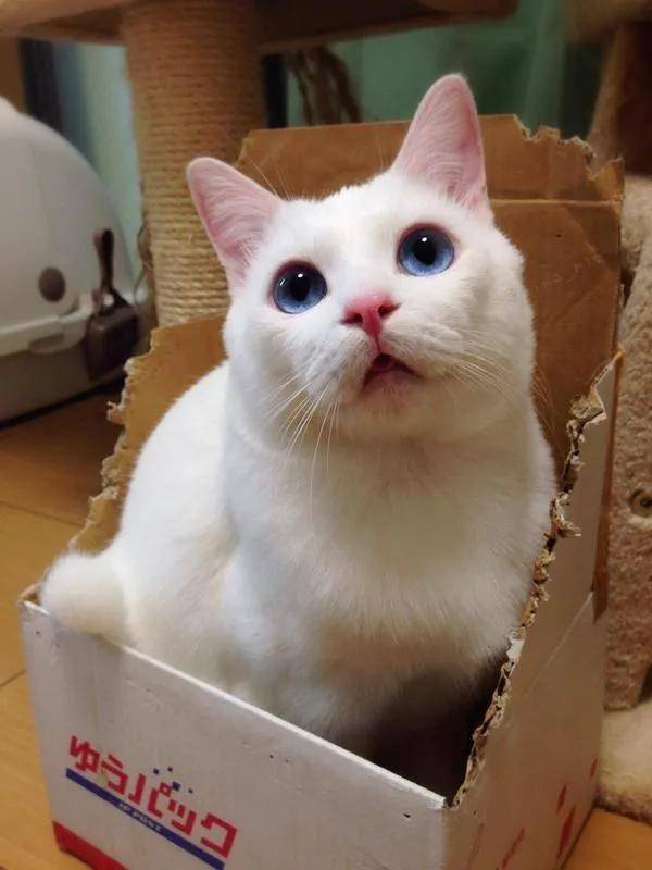 世界上最小的猫咪图片
