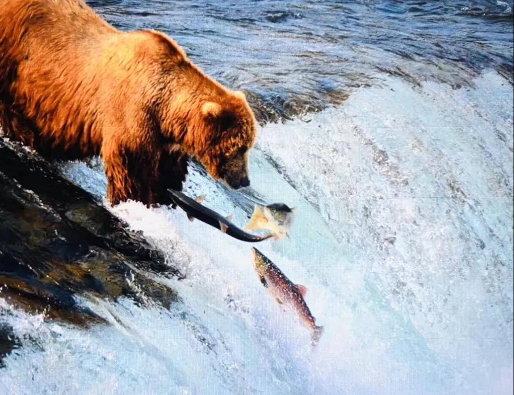 2011年,在阿拉斯加拍下了逆流而上的三文鱼,被如饥似渴的棕熊守株待兔