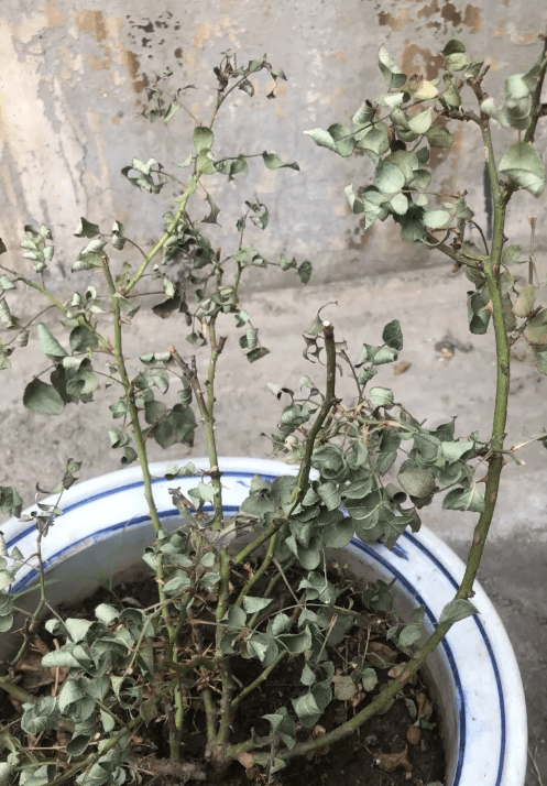 辛苦养的花全死了,赶紧试试这些办法,还能救活_月季
